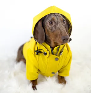 Fashion Dachshund Rain Jacket